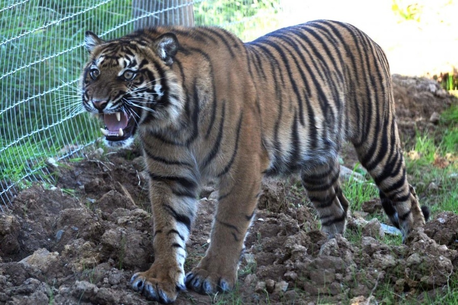 Manor House Wildlife Park