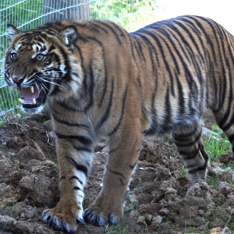 Manor House Wildlife Park